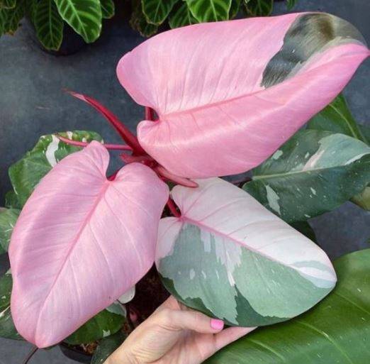 2024 Pink Princess Philodendron (reverted) ro