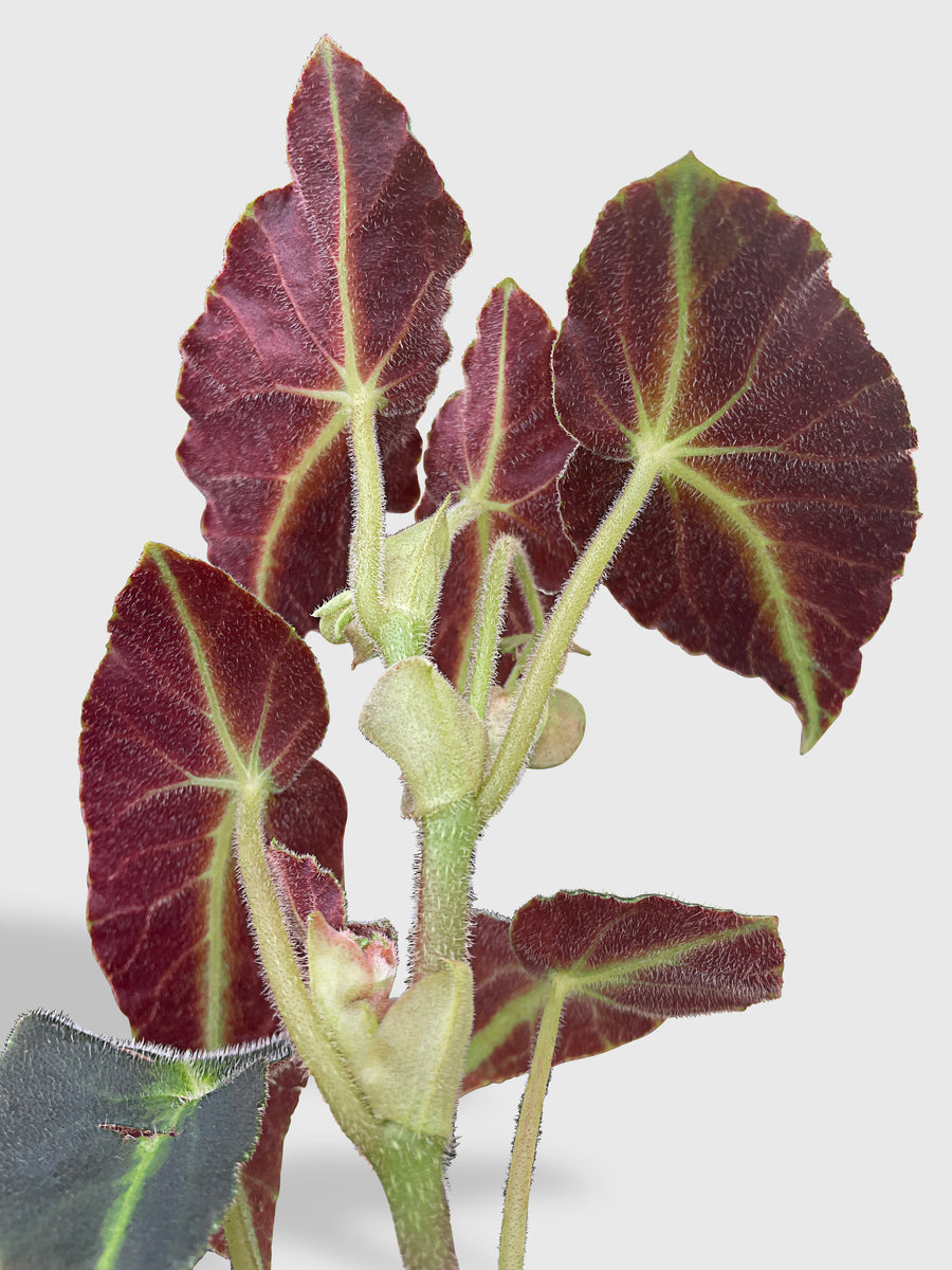 人気商品】 Begonia 斑入り ベゴニアリスターダ Variegata listada 