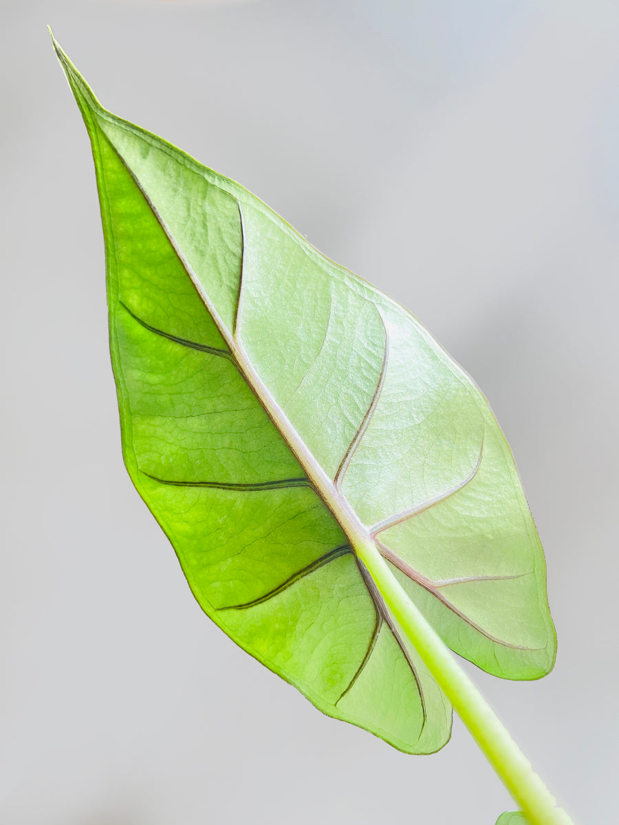 Alocasia Sumo Green