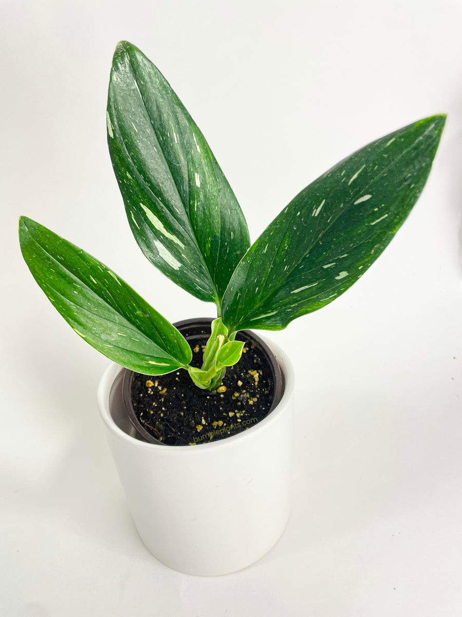  Monstera Standleyana Variegated- 4 from California