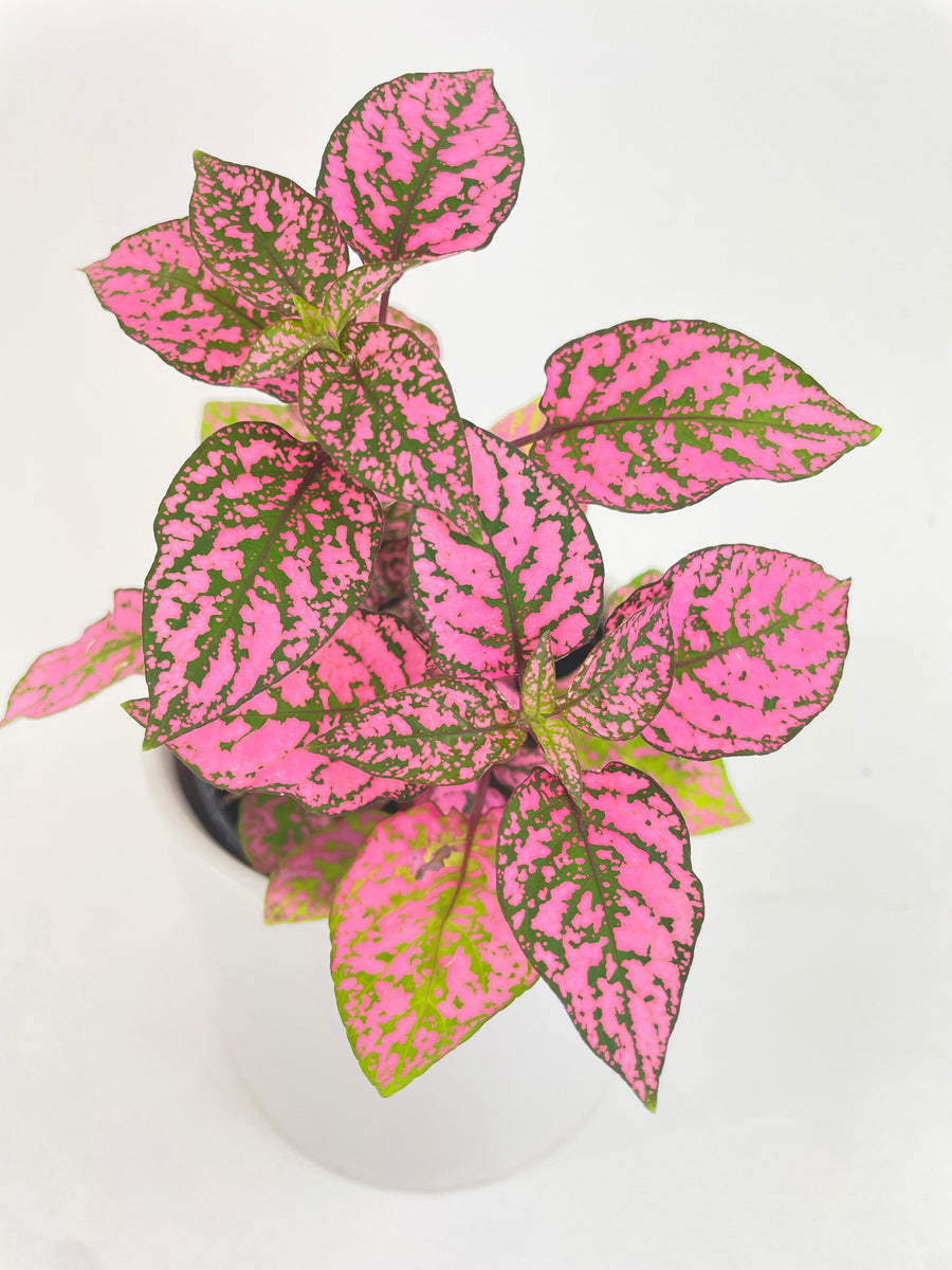 Pink Polka Dot Plant Hypoestes Phyllostachya Bumble Plants 4210