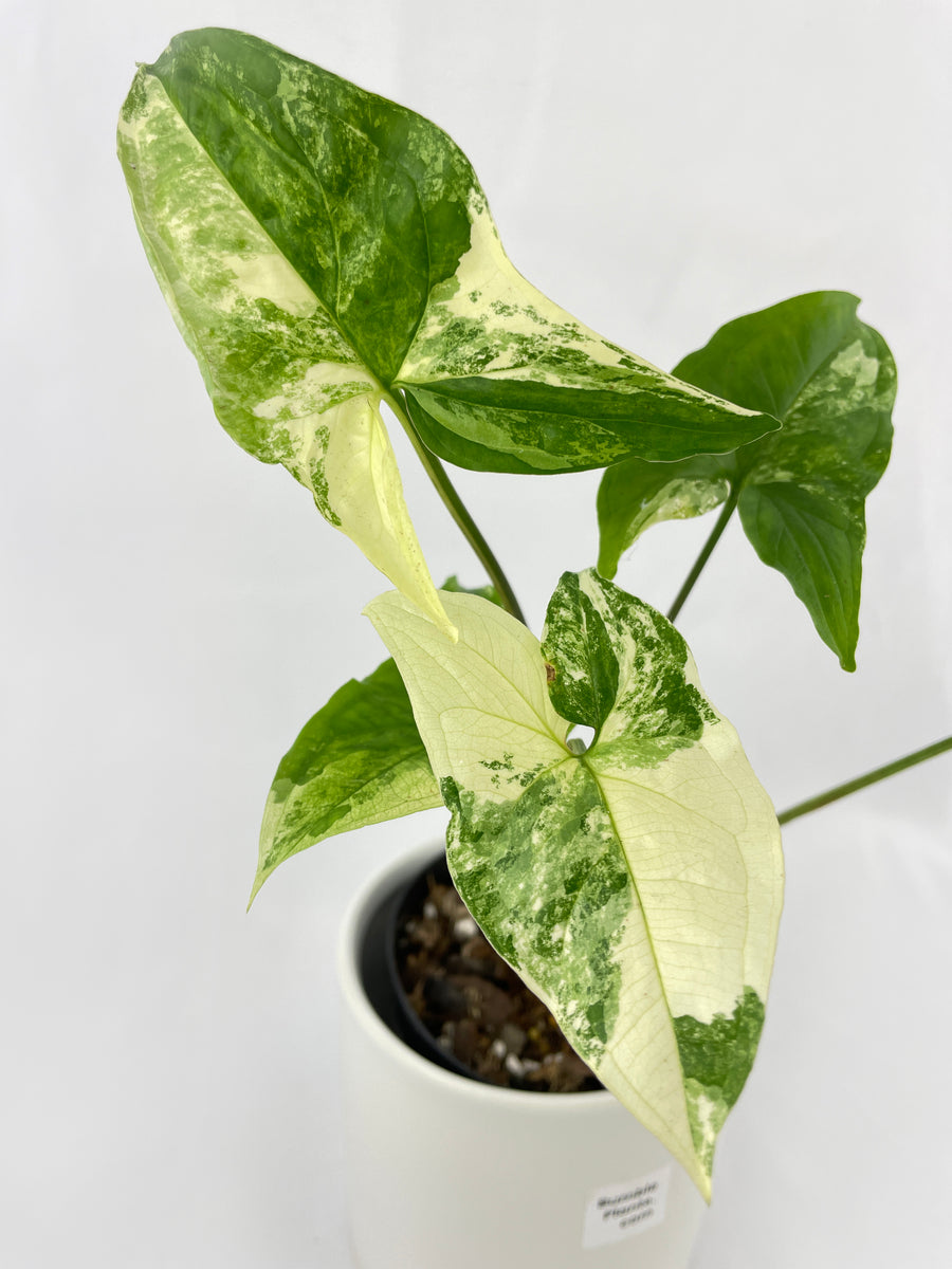 4”Syngonium variegated store albo.