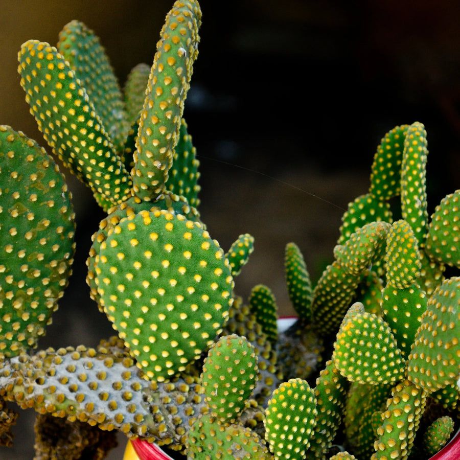 How to Propagate Flowering Cacti, How to Propagate cacti,