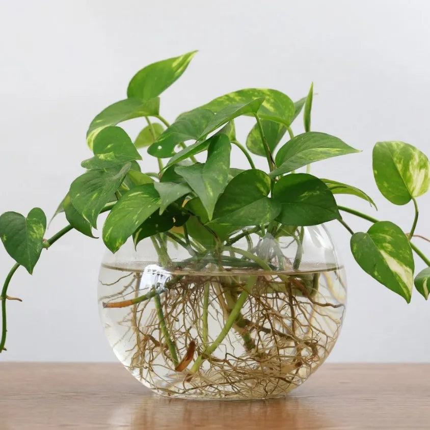 How to Propagate Velvet Philodendron Successfully: A Step-by-Step Guide