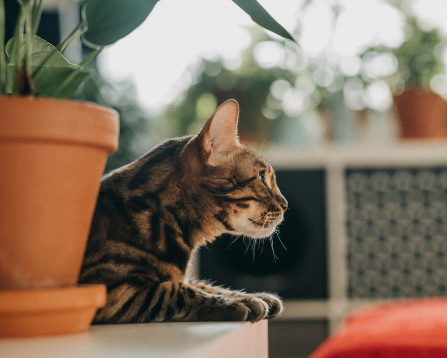 20 Low-Light Houseplants That Are Safe For Pets