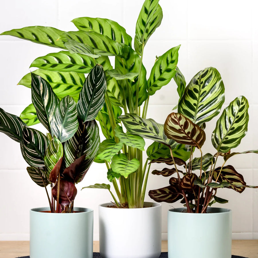 Rare Houseplants: Exotic Plant Guide | Bumble Plants