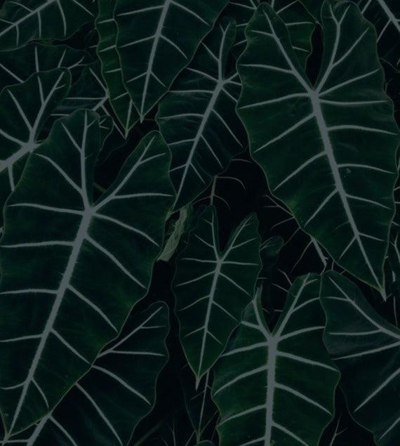 Alocasia