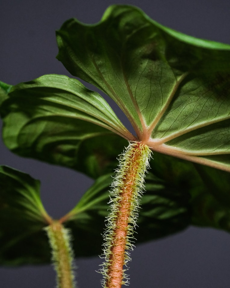 Fuzzy Plants