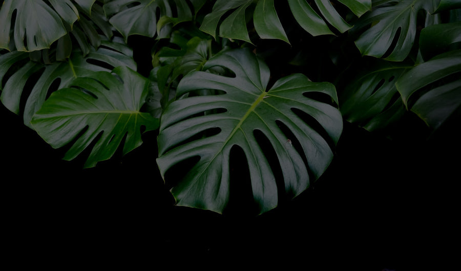 Monstera