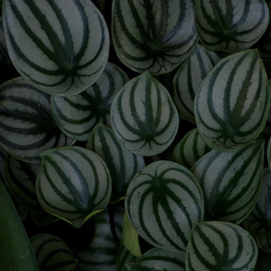 Peperomia