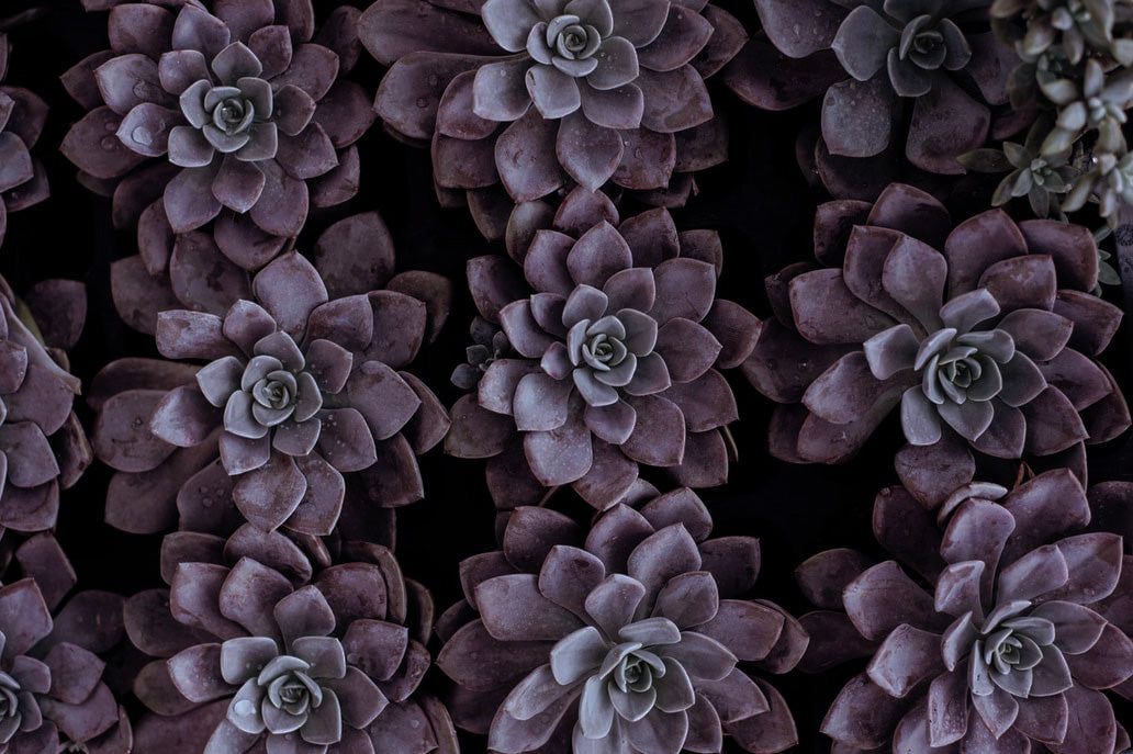 SALE Succulent