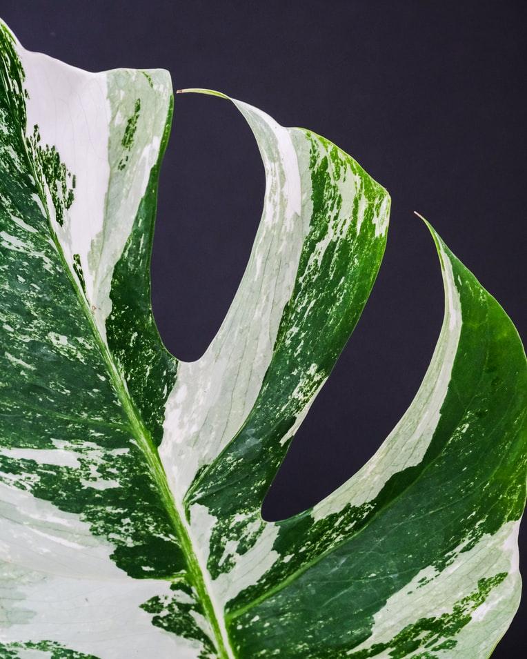 Variegated Plants