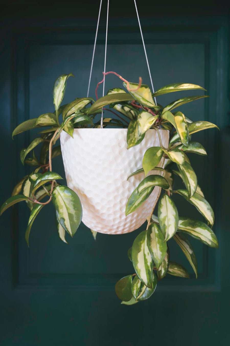 Hanging Pots