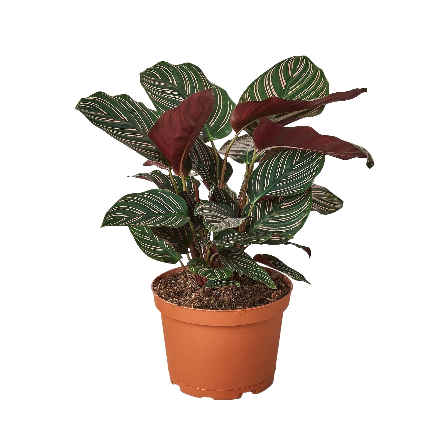 Calathea Ornata (Pinstripe Calathea)