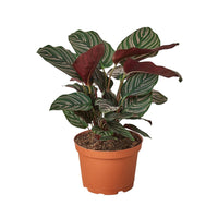 Calathea Ornata (Pinstripe Calathea)