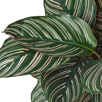 Calathea Ornata (Pinstripe Calathea)