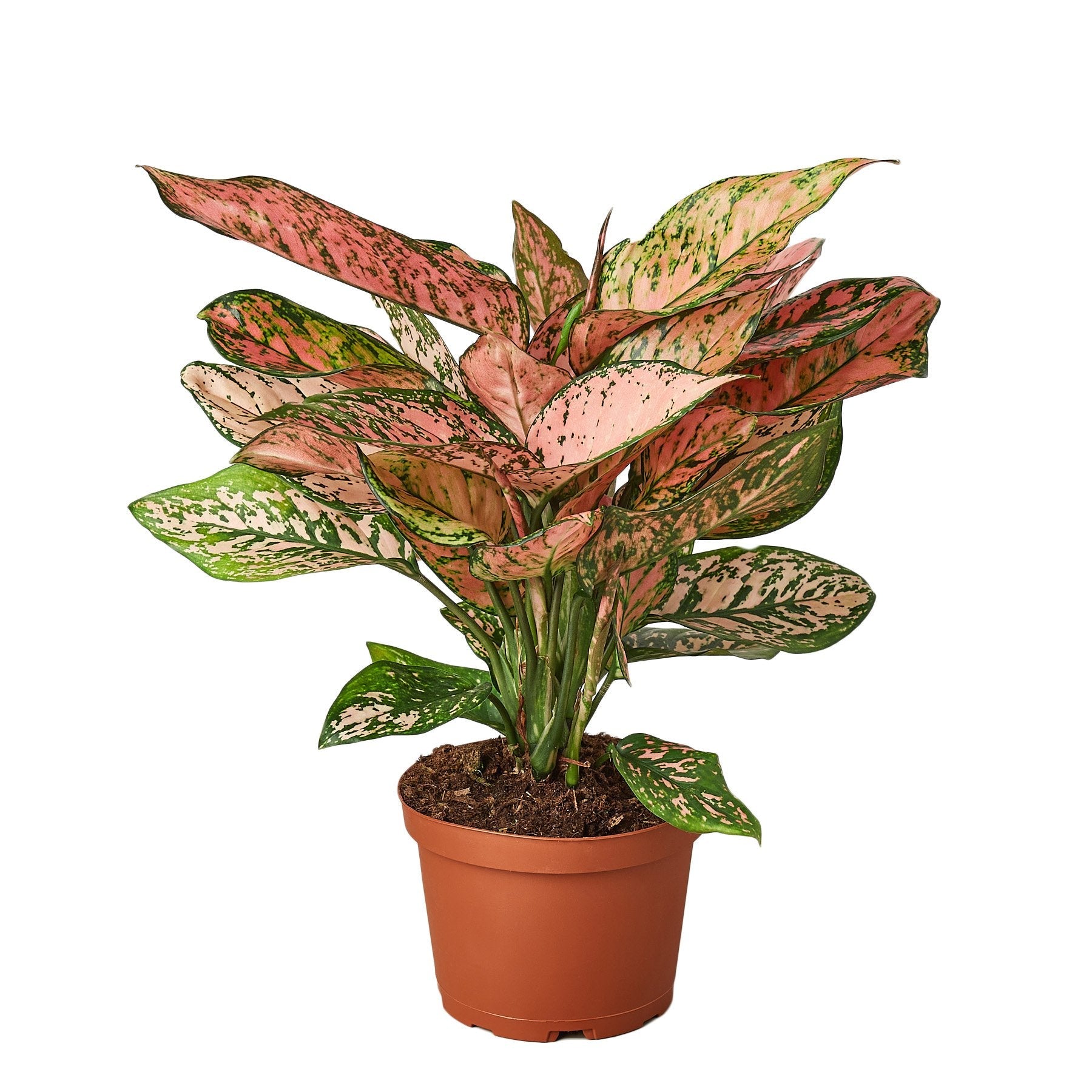 Aglaonema Cherry Anyanmanee 'Lady Valentine'