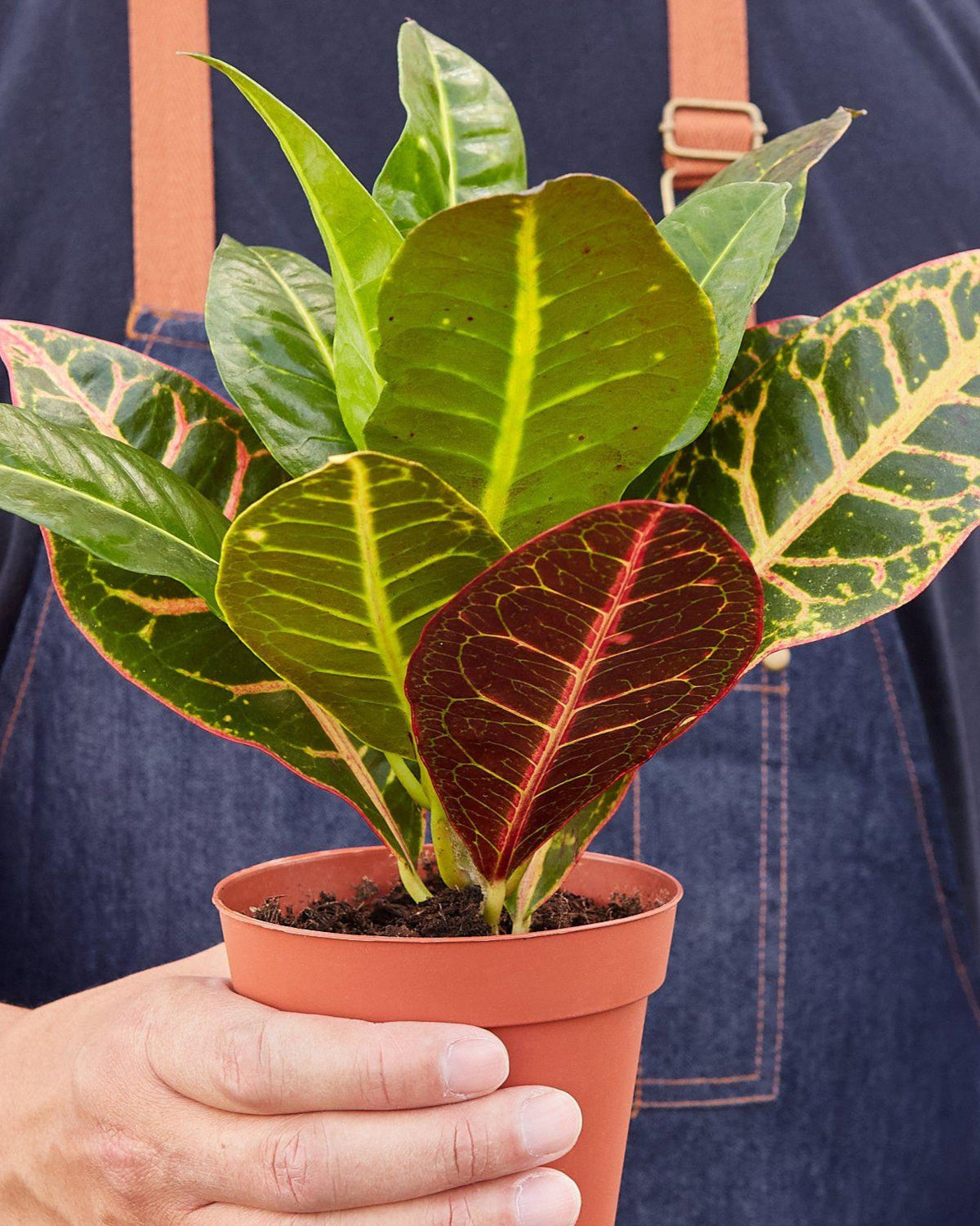 Croton Petra 'Joseph's Coat' - House Plant Shop