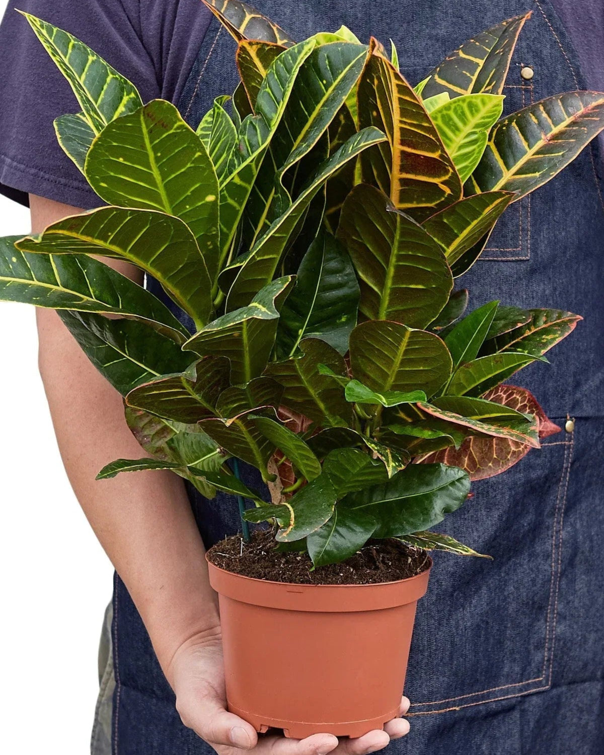 Croton Petra Codiaeum Variegatum Pictum  'Joseph's Coat'