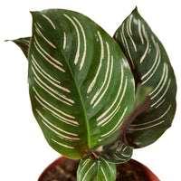 Calathea Ornata (Pinstripe Calathea)