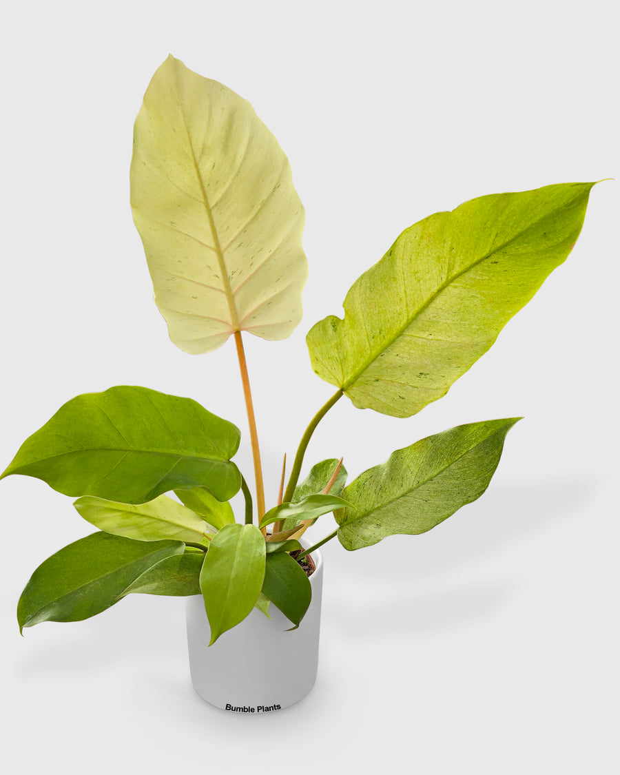 Philodendron Snowdrift