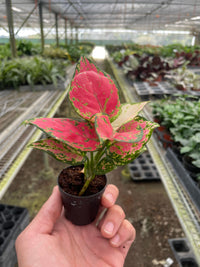 Aglaonema Cherry Anyanmanee 'Lady Valentine'