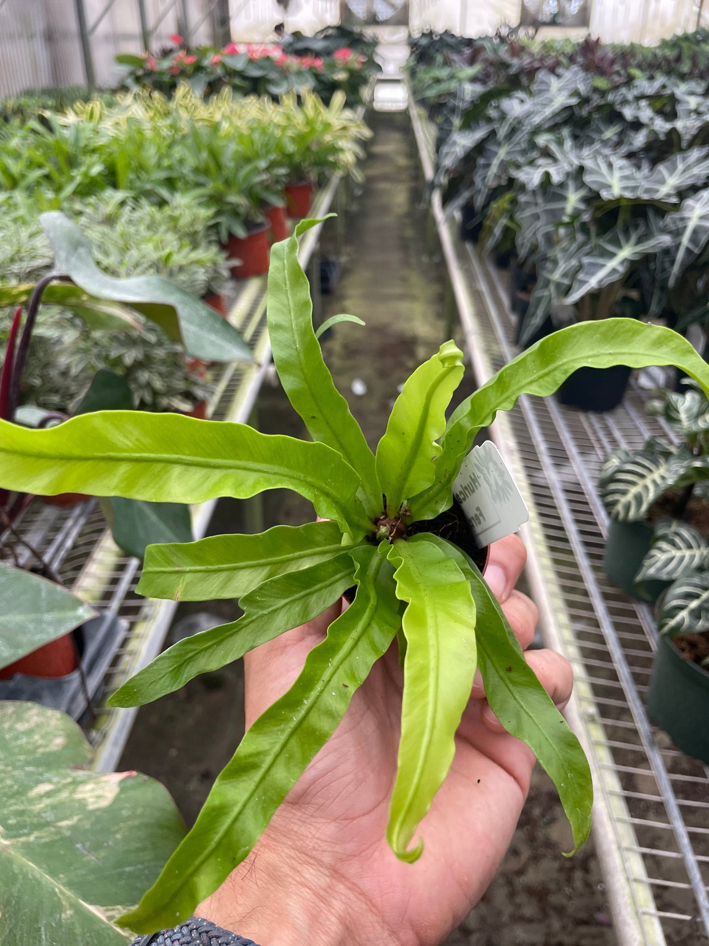 Hurrican Bird's Nest Twisted Fern