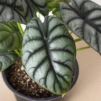 Alocasia Baginda 'Silver Dragon'