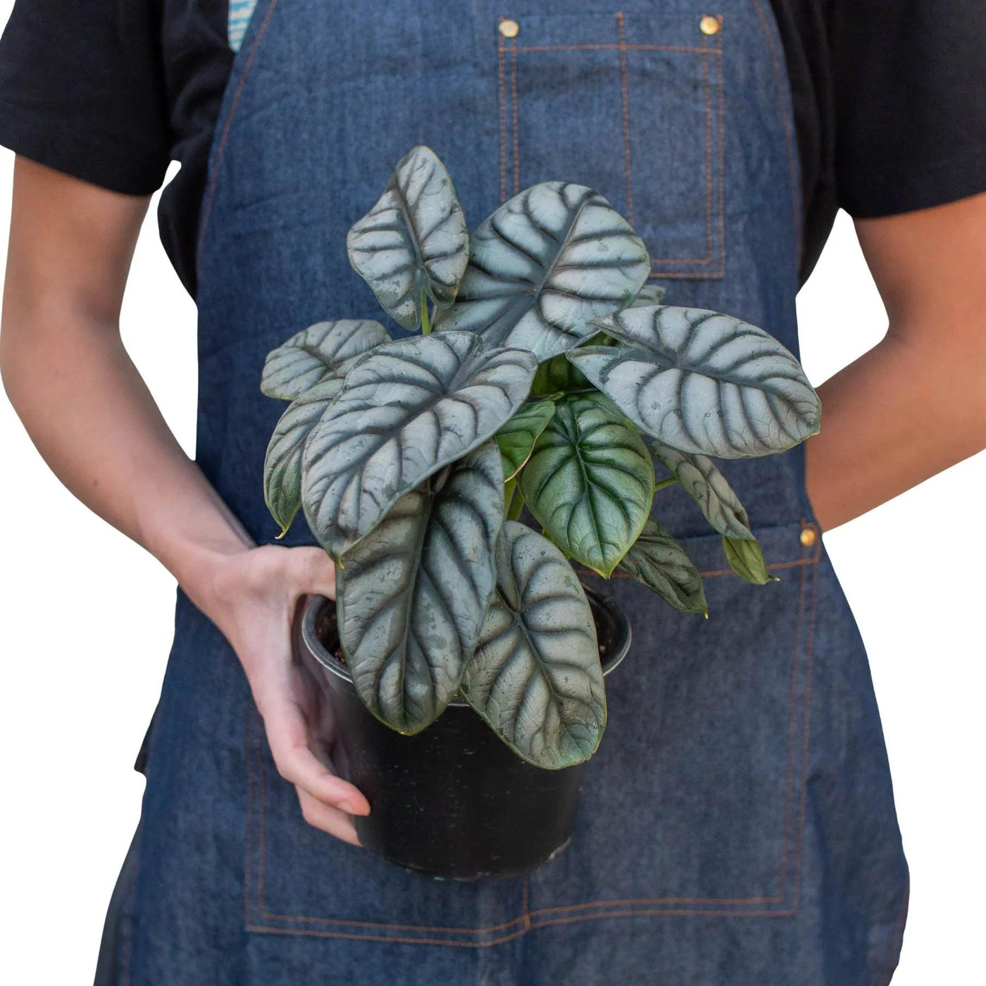 Alocasia Baginda 'Silver Dragon'