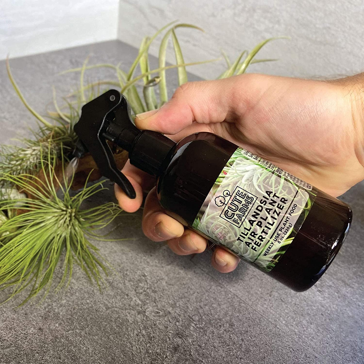 Tillandsia Air Plant Fertilizer | Gentle Weekly Use Formula Plant Food with Care Guide | Formulated Nutrients for Air Plants (Two - 8 Oz. Spray Bottle) - Bumble Plants