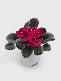 African Violet Saintpaulia - Bumble Plants