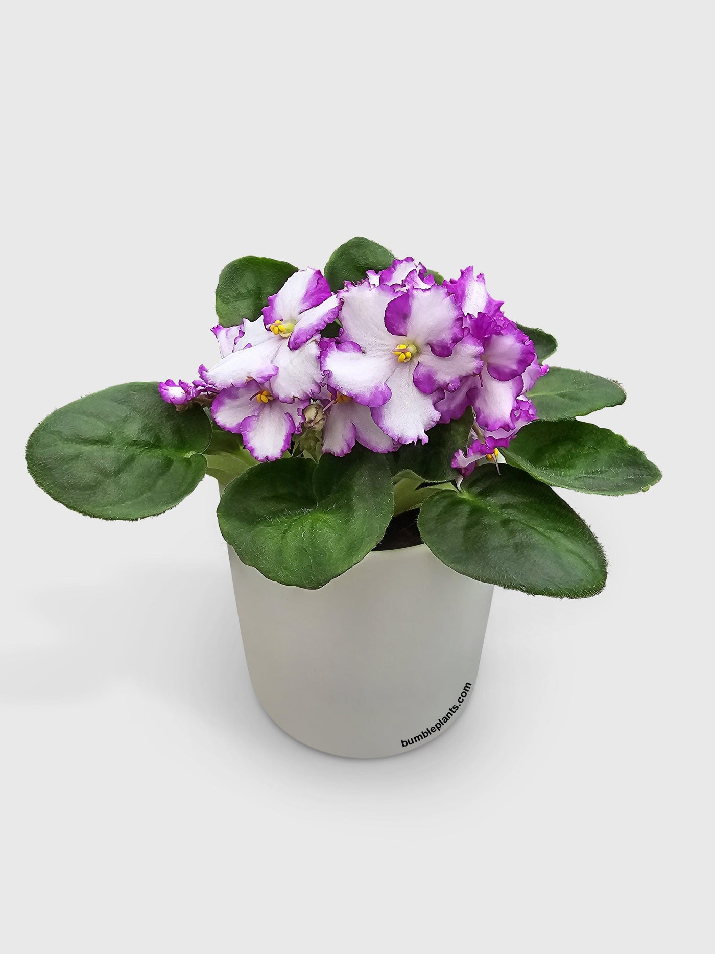 African Violet Saintpaulia - Bumble Plants