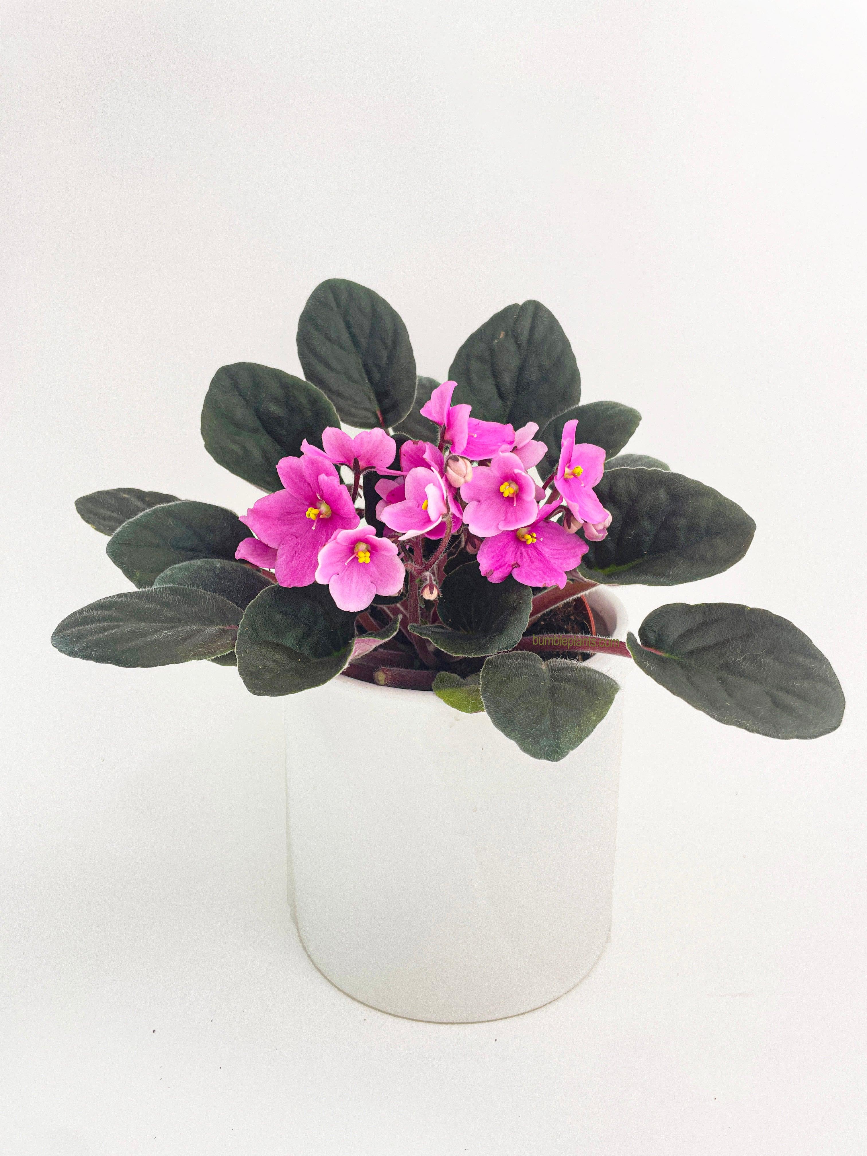 African Violet Saintpaulia - Bumble Plants