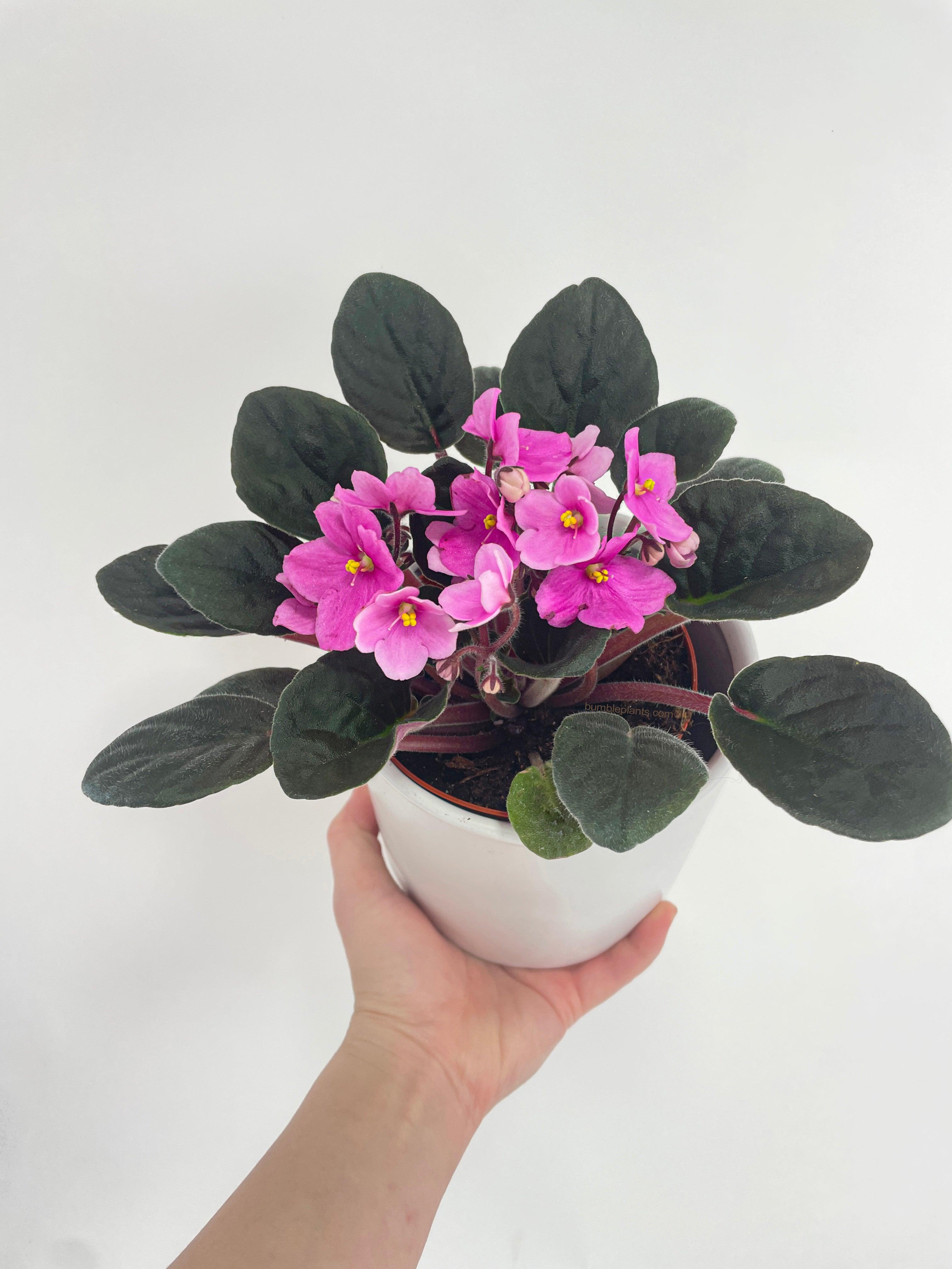 African Violet Saintpaulia - Bumble Plants