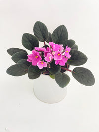 African Violet Saintpaulia - Bumble Plants