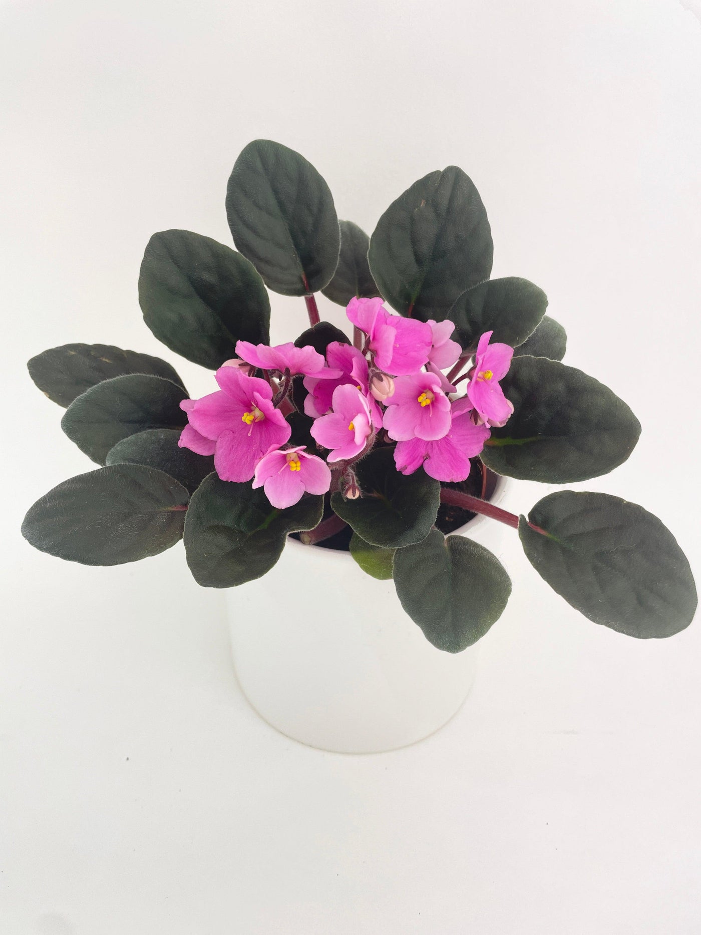 African Violet Saintpaulia - Bumble Plants