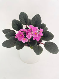 African Violet Saintpaulia - Bumble Plants