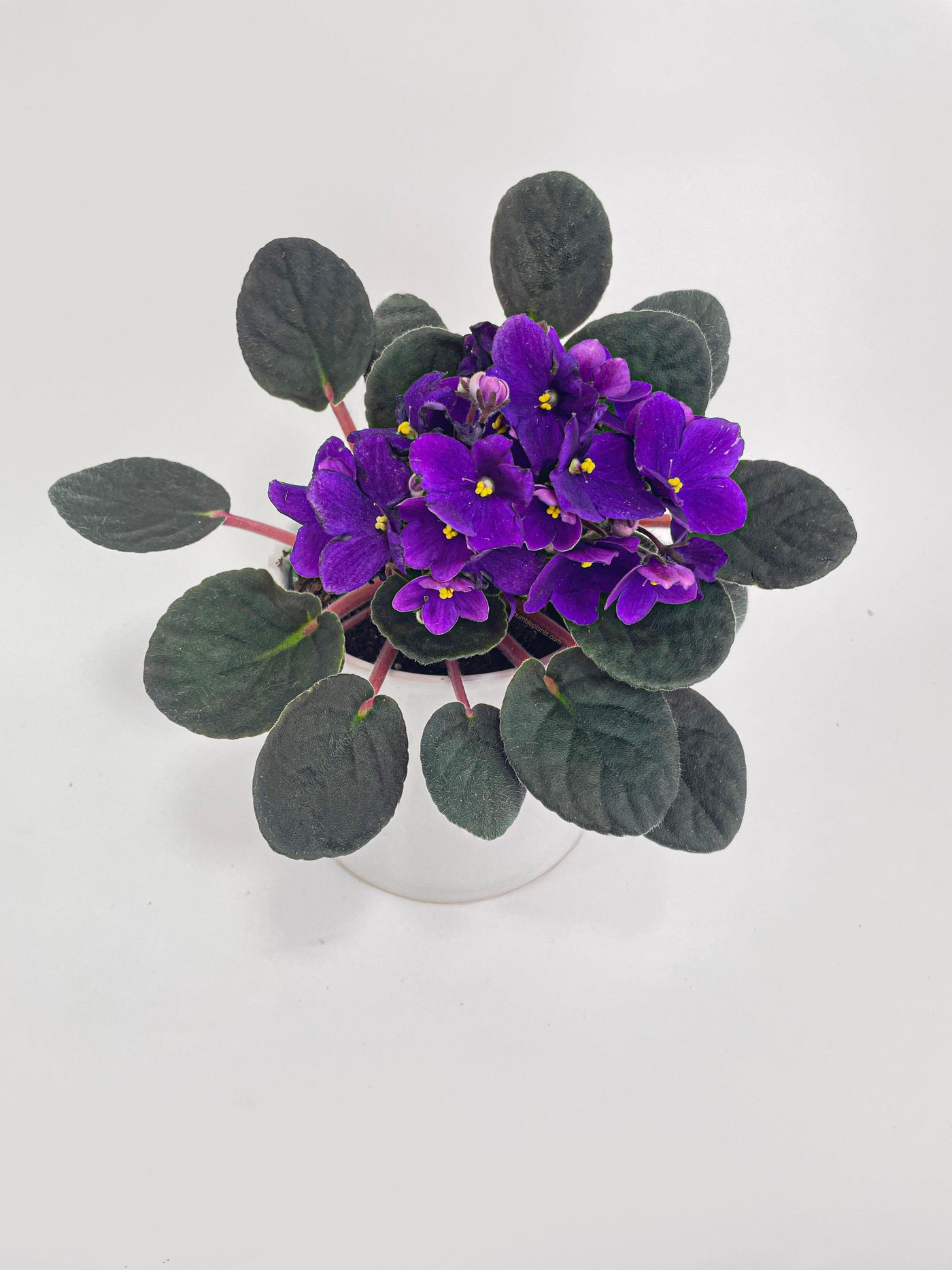 African Violet Saintpaulia - Bumble Plants