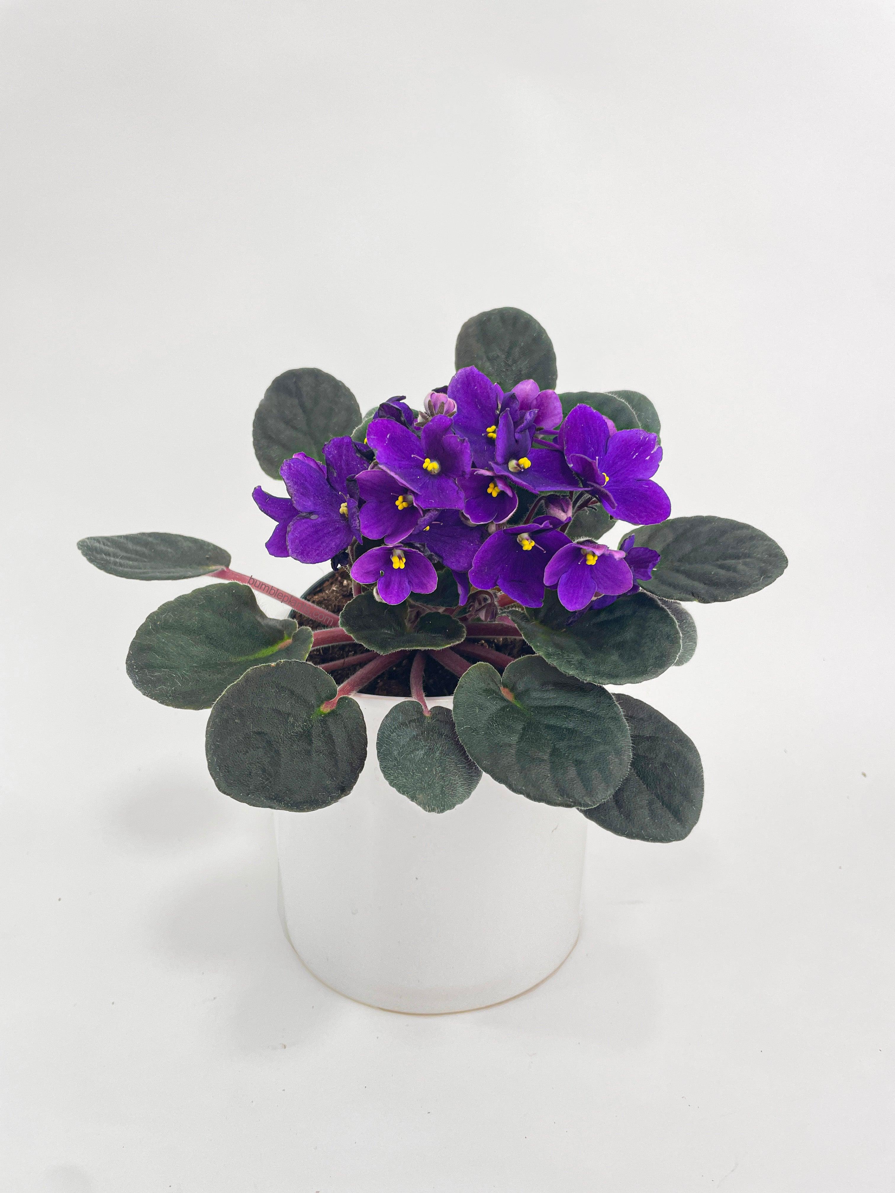 African Violet Saintpaulia - Bumble Plants