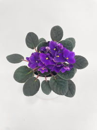 African Violet Saintpaulia - Bumble Plants