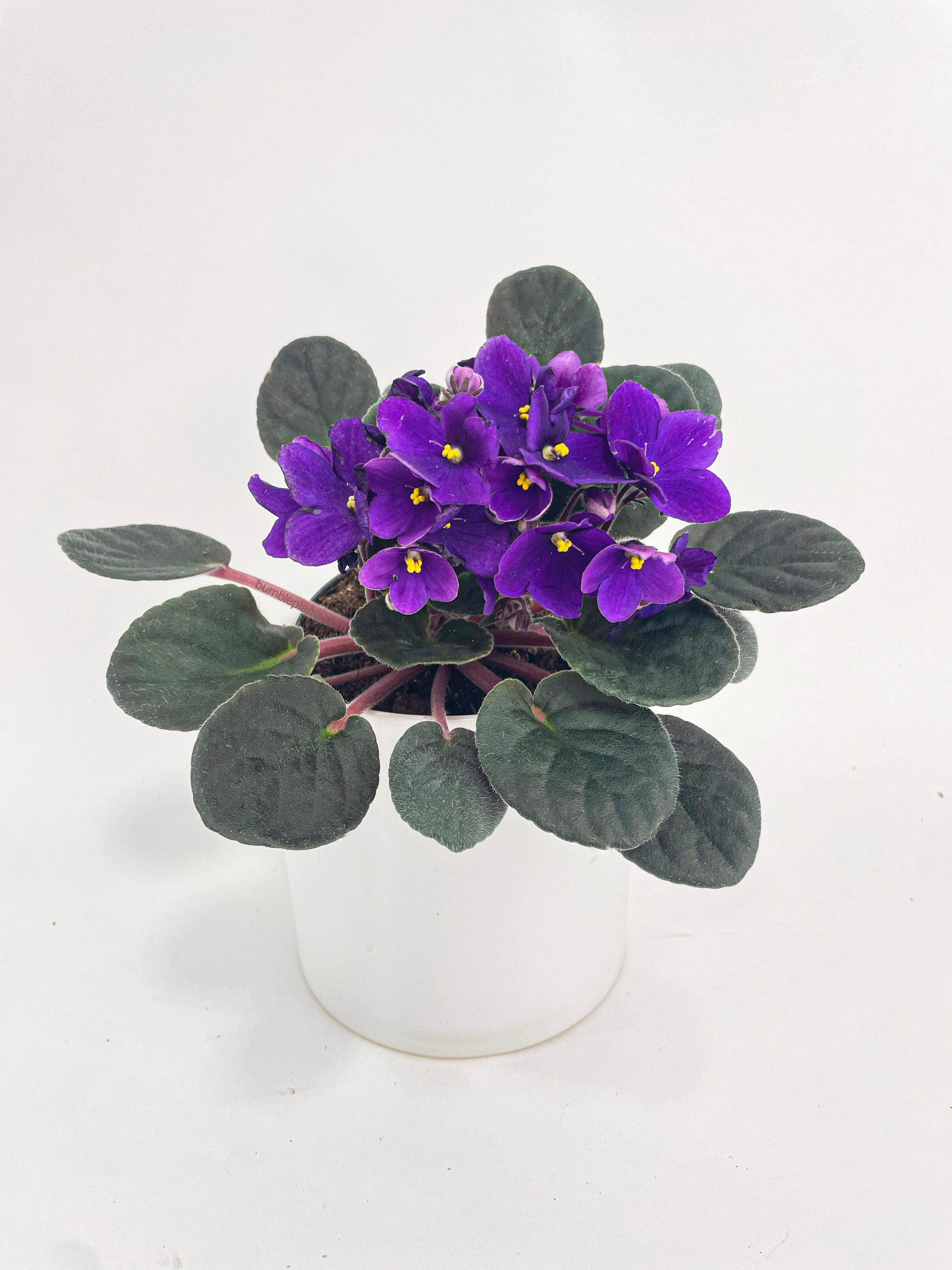 African Violet Saintpaulia - Bumble Plants