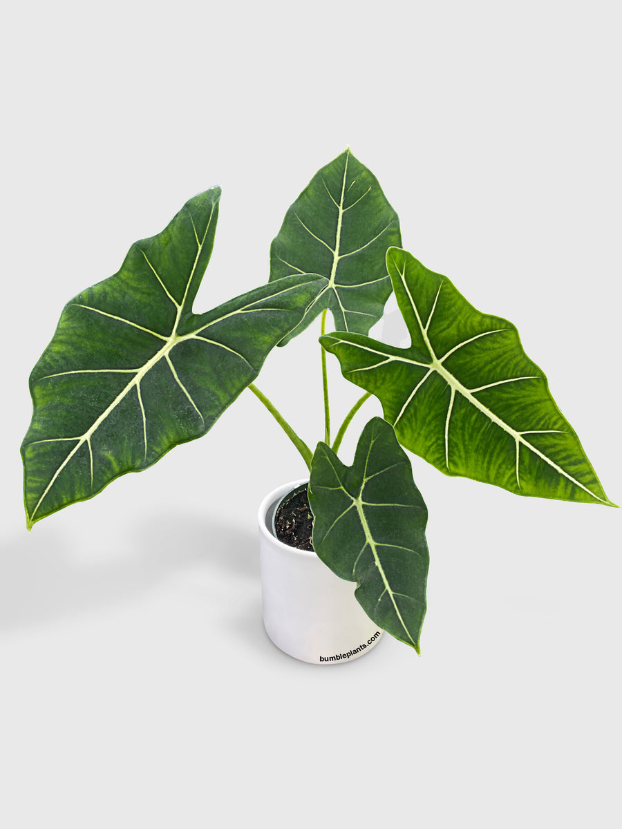 Alocasia Micholitziana 'Frydek' Hybrid - Bumble Plants