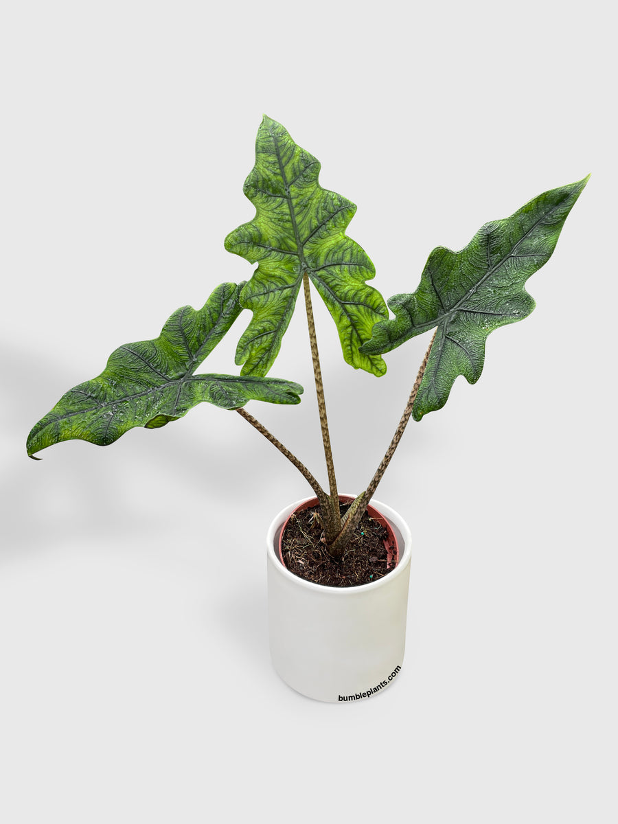 Alocasia Jacklyn - Bumble Plants