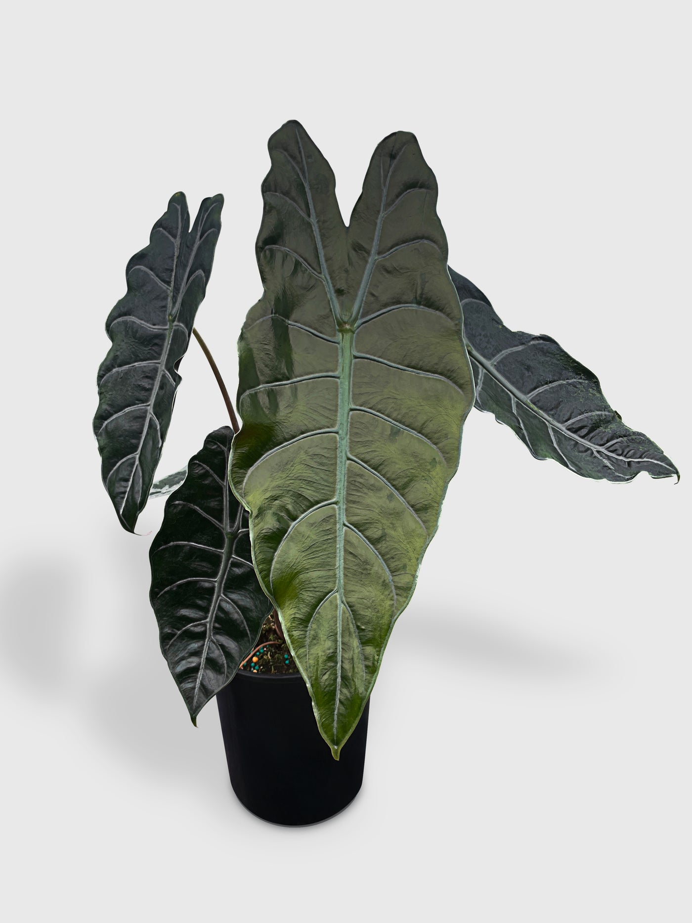 Alocasia X Chantrieri Hybrid - Bumble Plants