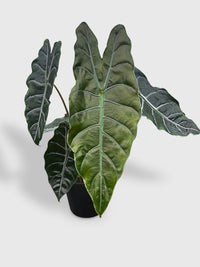 Alocasia X Chantrieri Hybrid - Bumble Plants