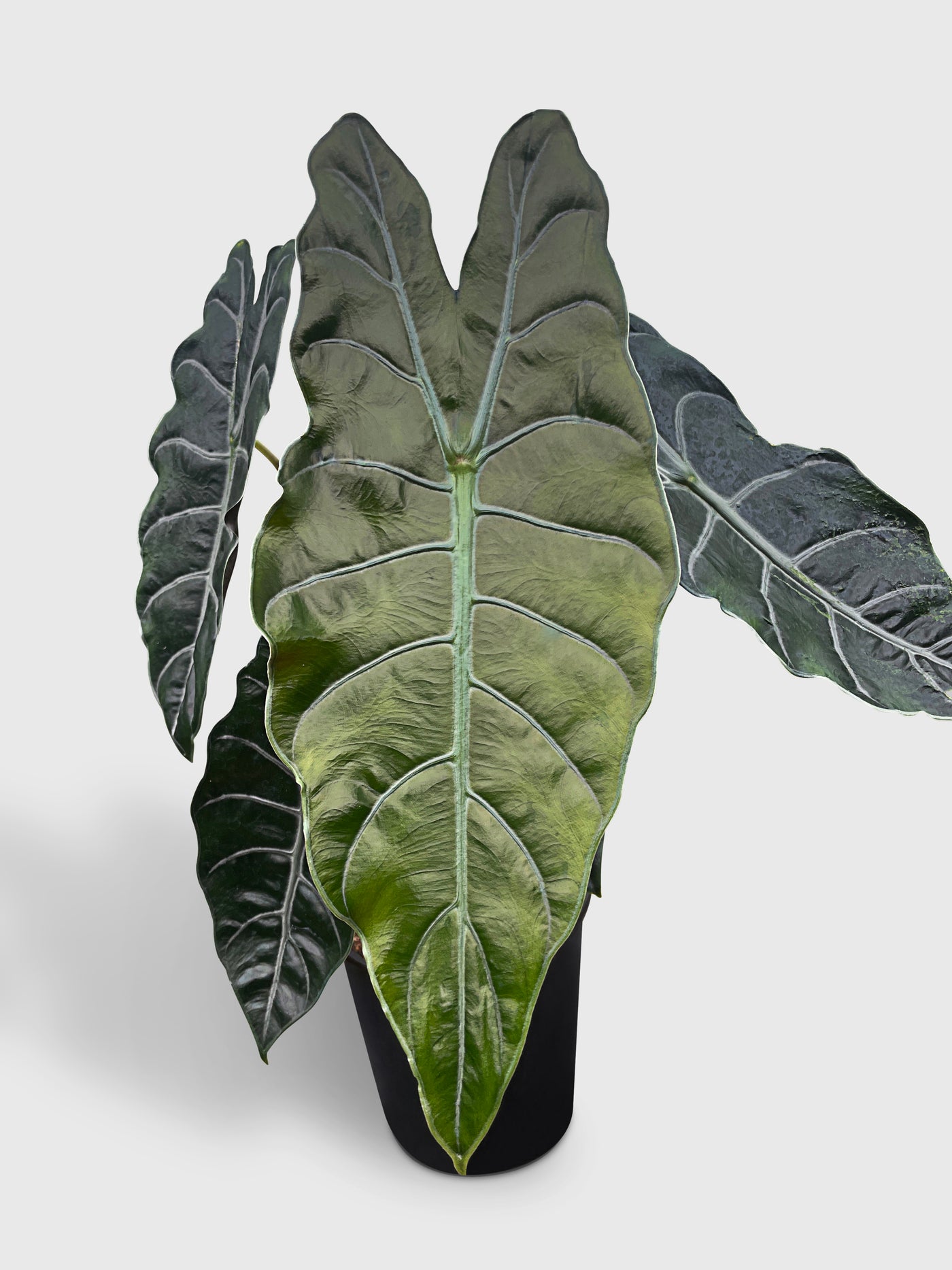 Alocasia X Chantrieri Hybrid - Bumble Plants