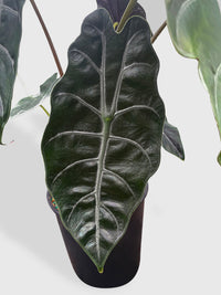 Alocasia X Chantrieri Hybrid - Bumble Plants