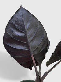 Alocasia Infernalis Kapit 'Black Panther' - Bumble Plants