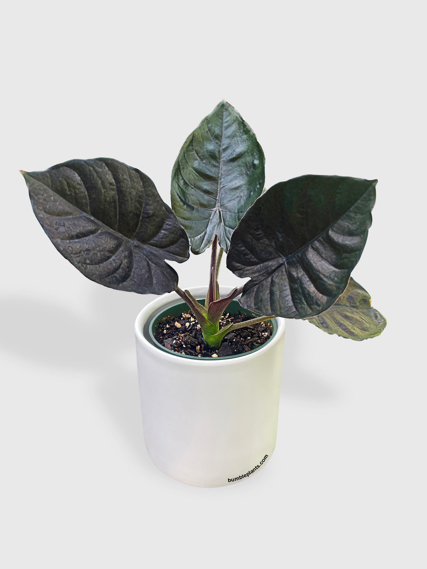 Alocasia Infernalis Kapit 'Black Panther' - Bumble Plants