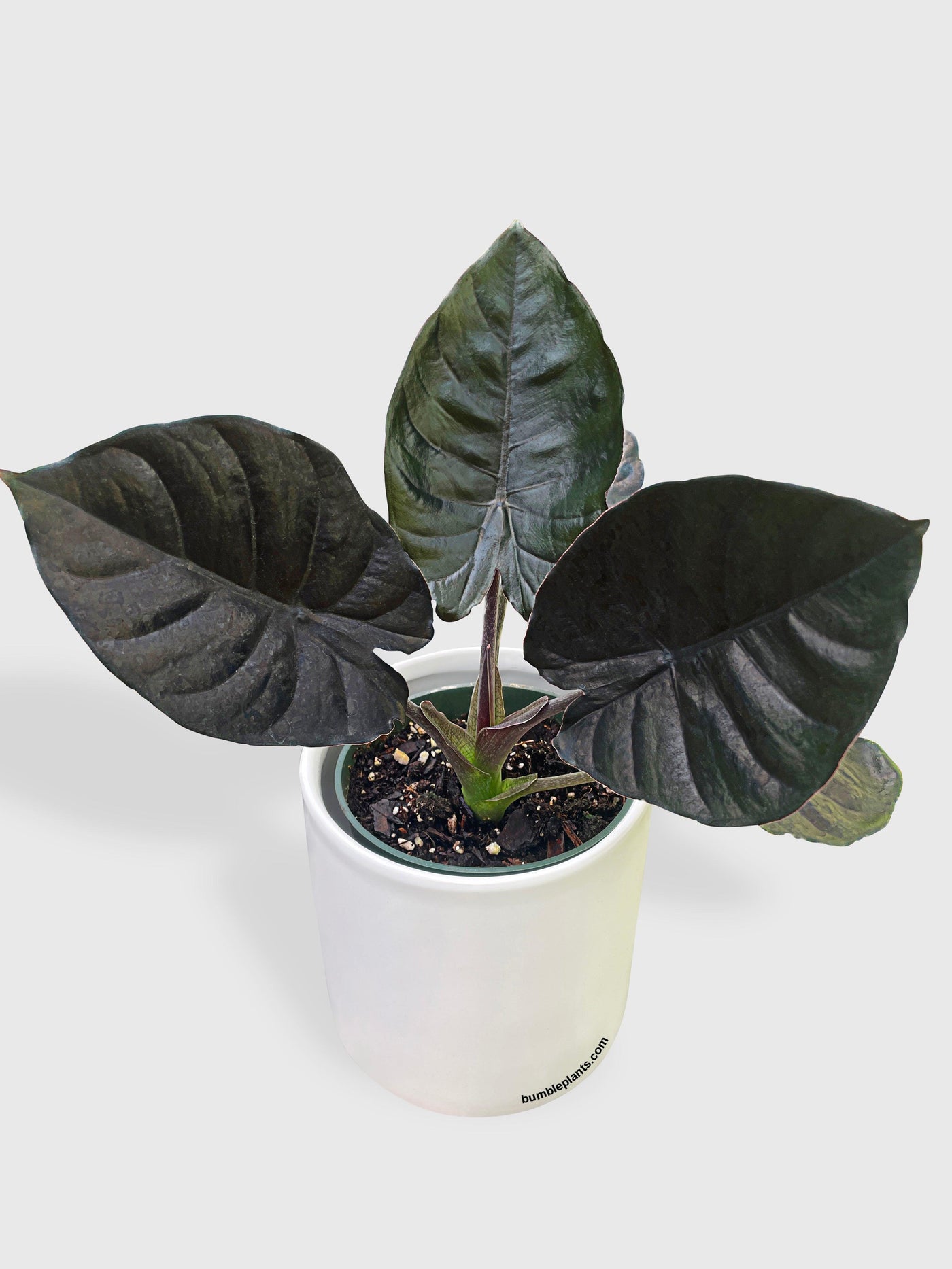 Alocasia Infernalis Kapit 'Black Panther' - Bumble Plants